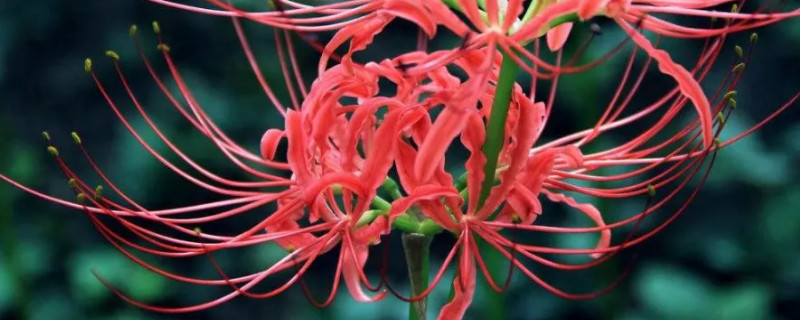 彼岸花养殖可以土培吗（彼岸花盆栽养殖方法）