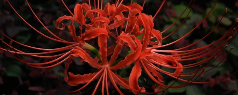 彼岸花夏天会枯萎吗（彼岸花枯萎是要开花了吗）