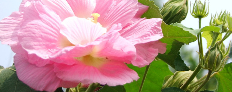 开过的芙蓉花怎么处理 芙蓉花开过花怎么处理