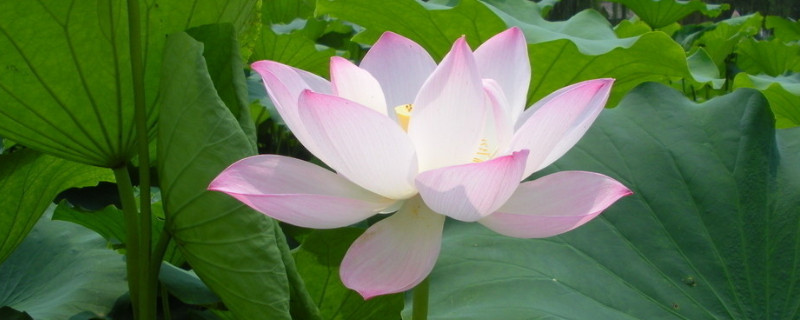 荷花的叶子发黑怎么办(荷花叶子发黑怎么回事呢)