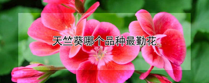 天竺葵哪个品种最勤花（天竺葵什么品种最勤花）