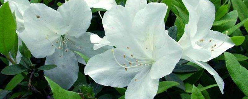 杜鹃盆景怎么过冬(盆栽杜鹃怎样过冬)