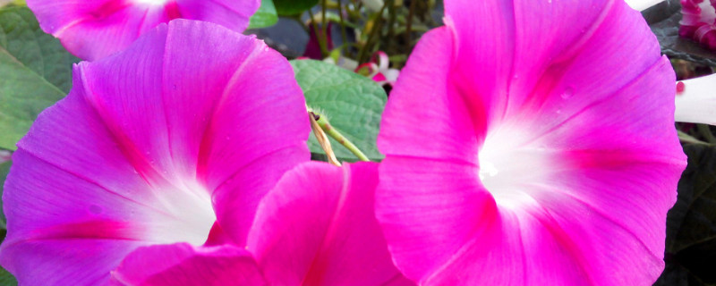 牵牛花为什么只长叶子不开花(牵牛花徒长不开花)