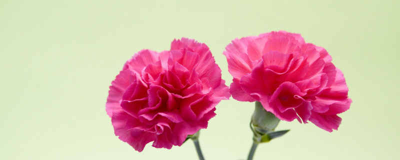康乃馨花香浓郁吗（康乃馨的香味是什么味道的）