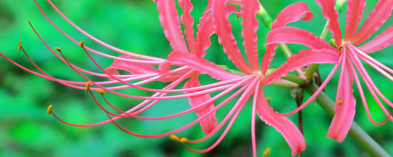 彼岸花夏天能不能移栽 彼岸花可以栽吗