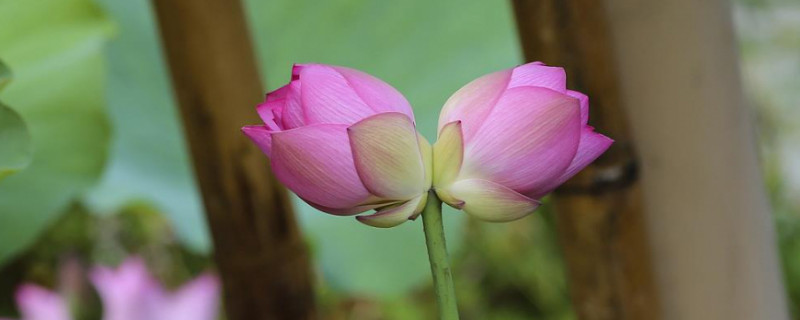 盆栽荷花如何翻盆（如何移栽荷花）