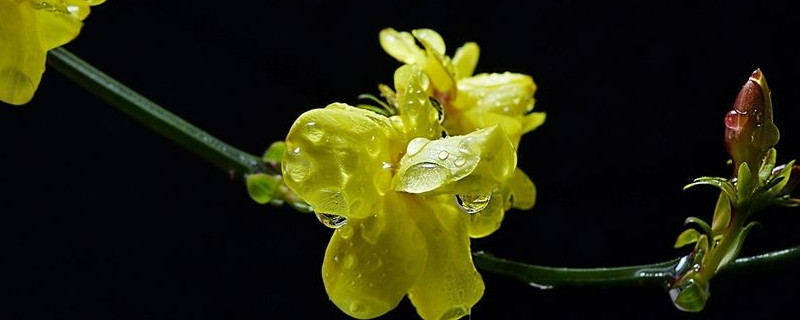 迎春花什么时间倒盆（迎春花可以倒栽吗）