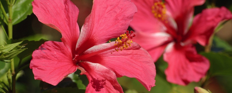 芙蓉花长种球后怎么办 芙蓉花种球这样发芽快