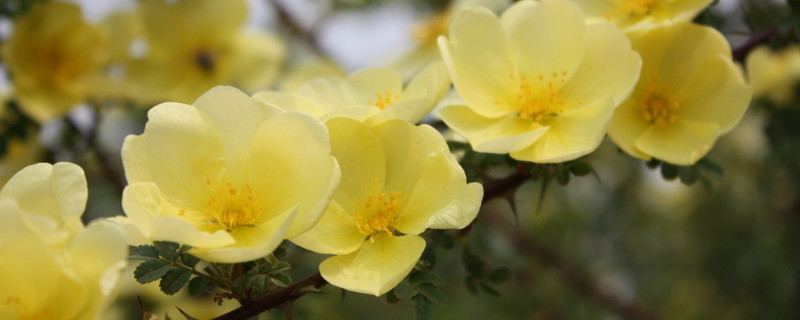 盆栽迎春花的修剪方法（迎春花如何修剪?）