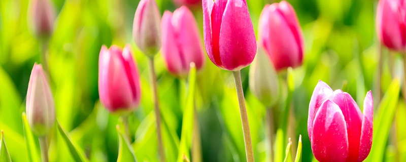 郁金香种球冷藏多久可以种 郁金香种球冻了还能出吗