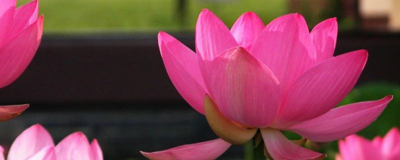 荷花需要光照吗（荷花需要阳光吗）