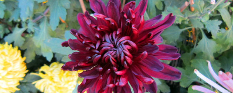 菊花叶片常见病害防治（菊花花叶病如何防治）