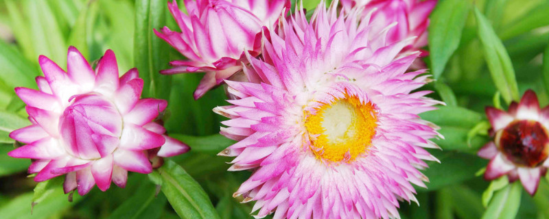 菊花变黑的原因是什么 菊花黑黑的是什么原因