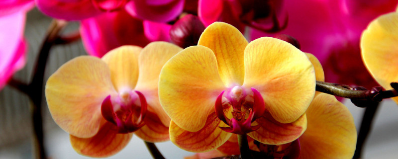 蝴蝶兰和跳舞兰的区别（介绍一下蝴蝶兰）