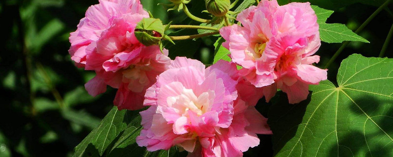 芙蓉花盆栽几月种植（芙蓉花的养殖方法）