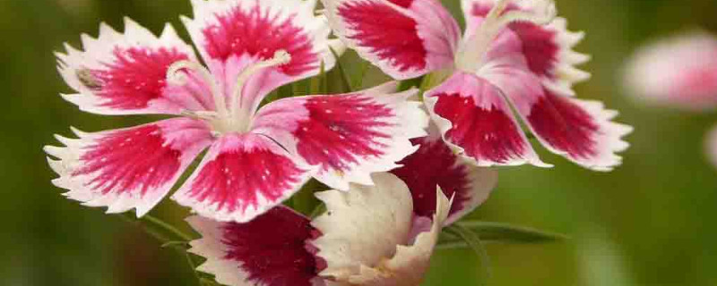 康乃馨夏天可以种植吗 康乃馨一年四季都可以种植吗