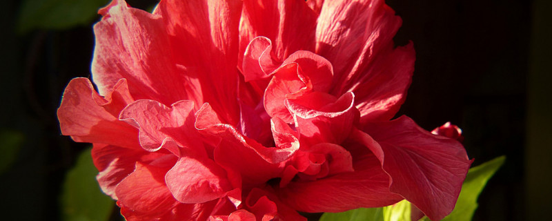 芙蓉花春天浇几次肥 芙蓉开花时能施肥吗