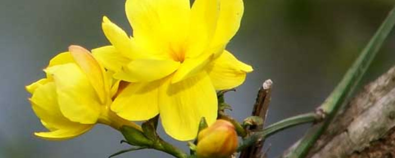 盆栽迎春花长白霉怎么治 迎春花叶子长霉斑