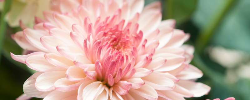 菊花是什么季节开的 桃花是什么季节开的