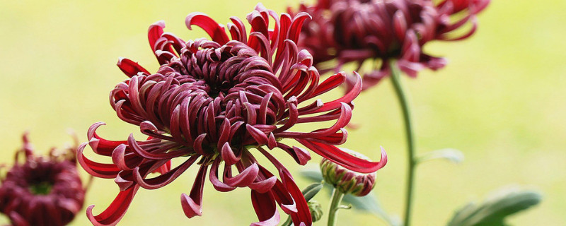 菊花秋天开花的原因 菊花为什么在秋天开花?