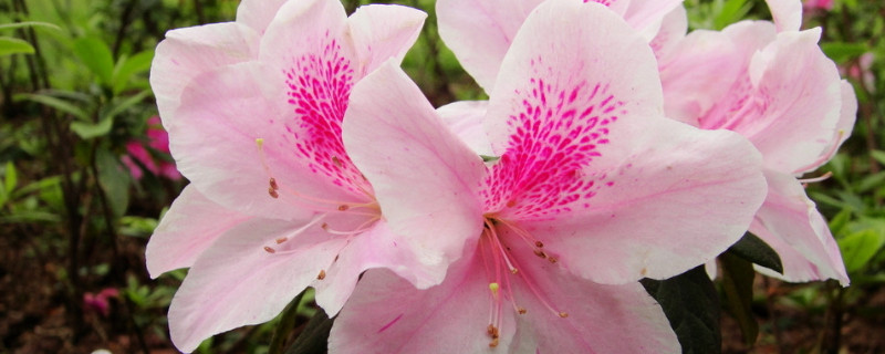 杜鹃花如何修剪能开花爆盆（怎样让杜鹃开花爆盆）