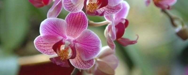 蝴蝶兰花苞为什么会蔫(蝴蝶兰花苞变软变蔫了)