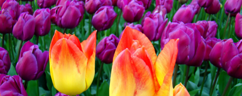 水培郁金香会不会休眠(水培郁金香怎么不开花)