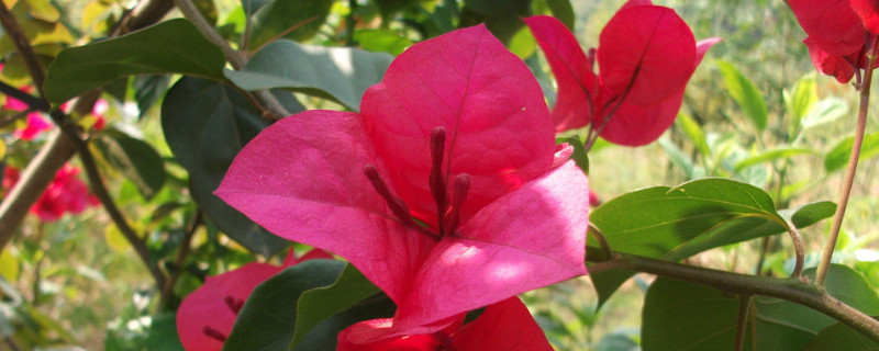 北方杜鹃花什么时候开（北方杜鹃花花期）