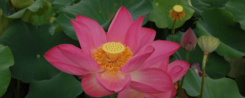 荷花怎样传播种子 荷花靠什么传播种子的方法