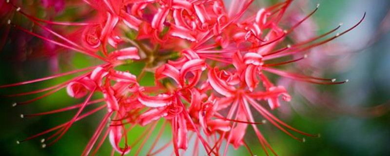 彼岸花休眠期要浇水吗（彼岸花休眠期多久浇一次水）