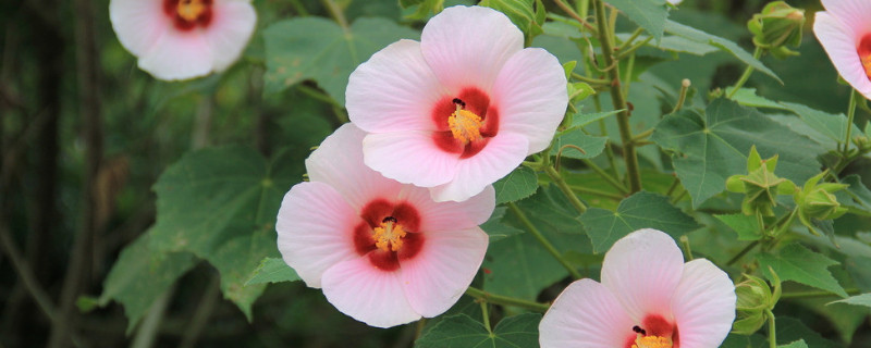 牵牛花的芽向什么生长 牵牛花萌芽