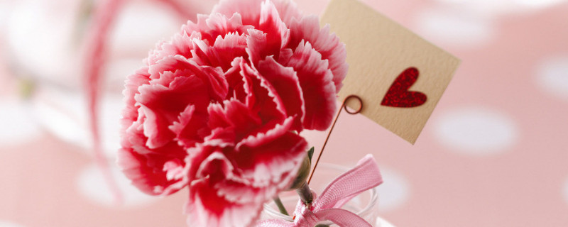 康乃馨秋天可以换盆吗 康乃馨换盆后什么时间浇水