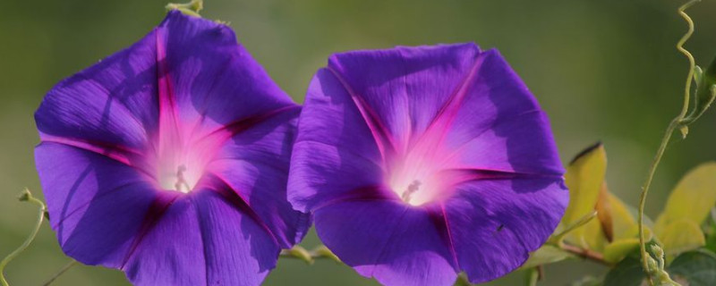 牵牛花怎么移盆 牵牛花怎么换盆