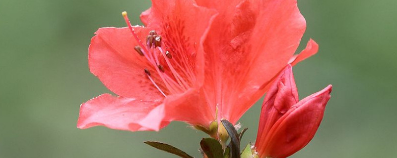杜鹃花浇水多了怎么办(杜鹃花浇水浇多了怎么办)