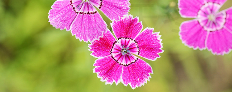 盆栽康乃馨花期多久（盆栽康乃馨几月份开花）