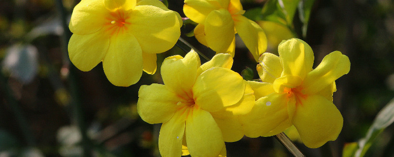 迎春花根怎么变粗(迎春花主干怎样增粗)