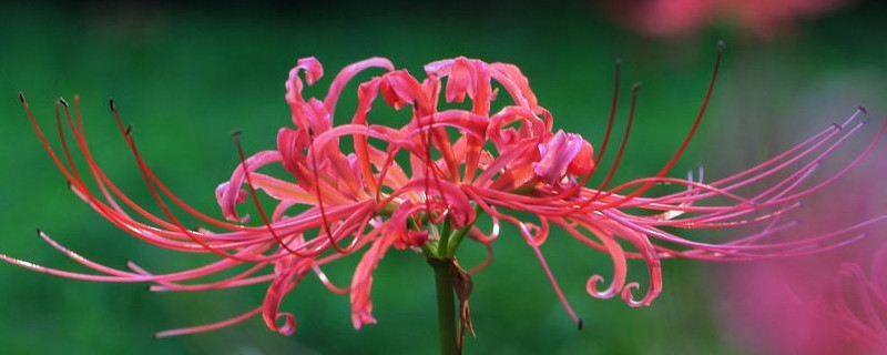 彼岸花有几种颜色（彼岸花有几种颜色,花语分别是什么）