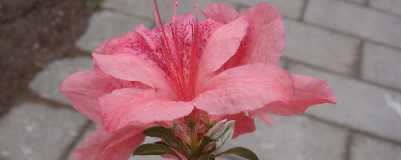 杜鹃花耐寒吗（杜鹃花耐寒吗?）