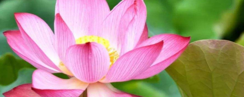 荷花种子可以种在土里吗 荷花能不能种在土里