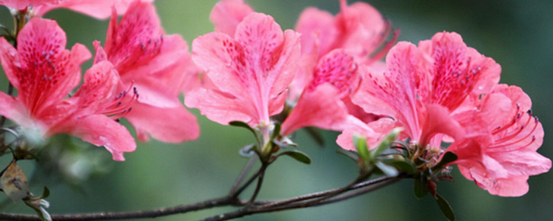 杜鹃花什么时候入室过冬(杜鹃花过冬温度)