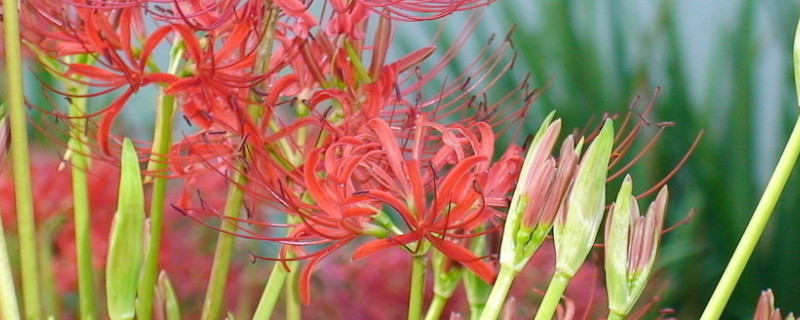 彼岸花秋天发芽怎么办（彼岸花花种怎么发芽）