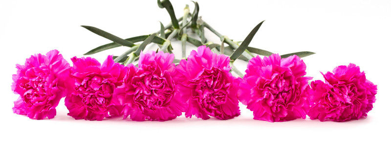 盆栽康乃馨耐寒吗 盆栽康乃馨耐寒吗怕冷吗