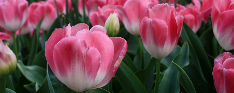 郁金香怎么水养（郁金香水培）