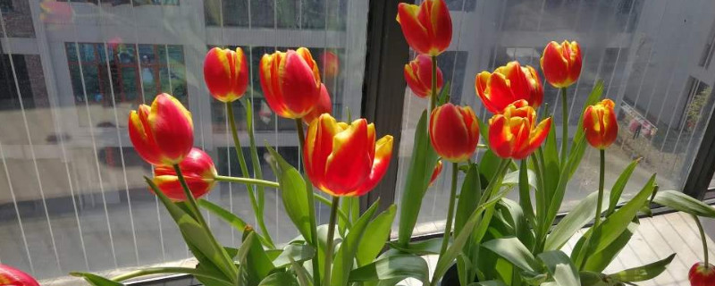 郁金香可以用营养土养吗（郁金香能用营养土吗）