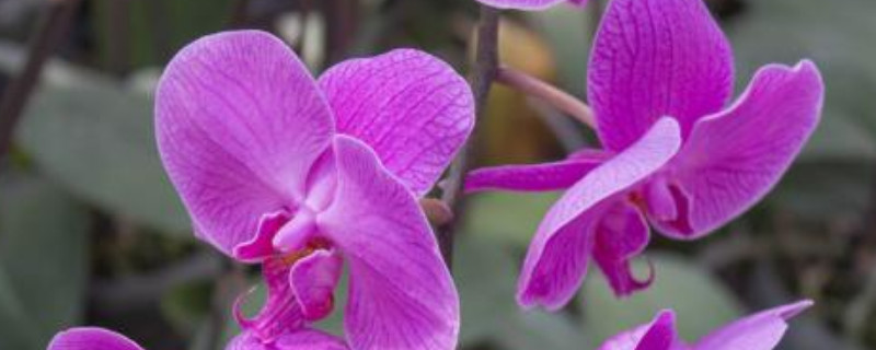 蝴蝶兰叶子发黄有黑斑是什么原因(蝴蝶兰叶子有黄斑怎么回事)