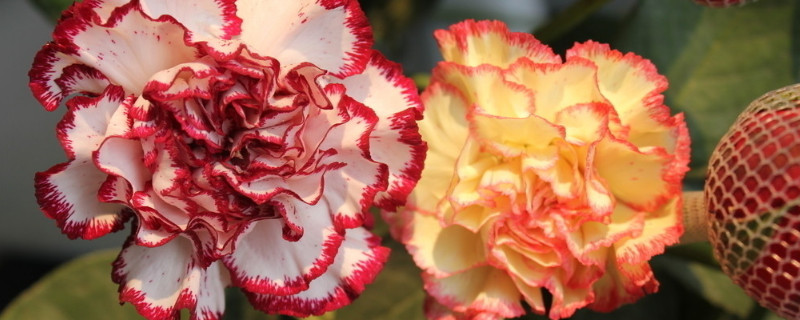 康乃馨冬天开花吗 康乃馨是春天开花吗