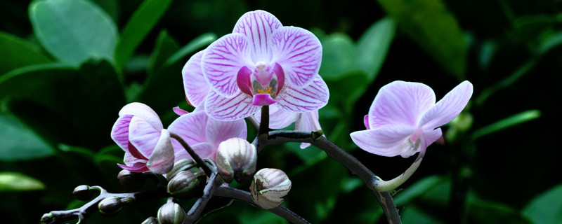 蝴蝶兰枝头变黄是怎么了 蝴蝶兰枝条变黄