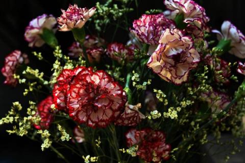 康乃馨要不要每天换水