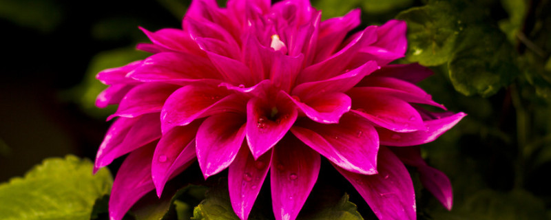 用老根培养菊花可行吗（菊花老根有用吗）