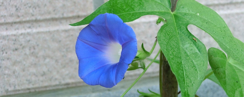 牵牛花要打顶吗（牵牛花需要打顶吗）